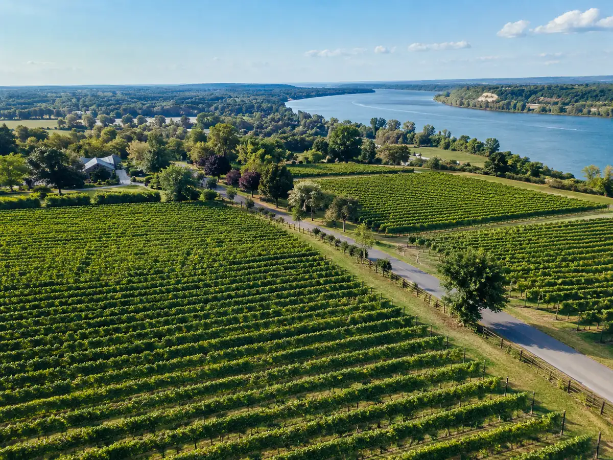 Rangs de vigne près de Niagara-on-the-Lake avec la rivière au loin